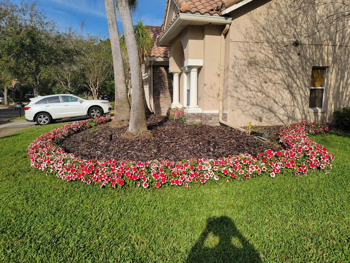 Flower bed with red and white impatiens around a palm tree